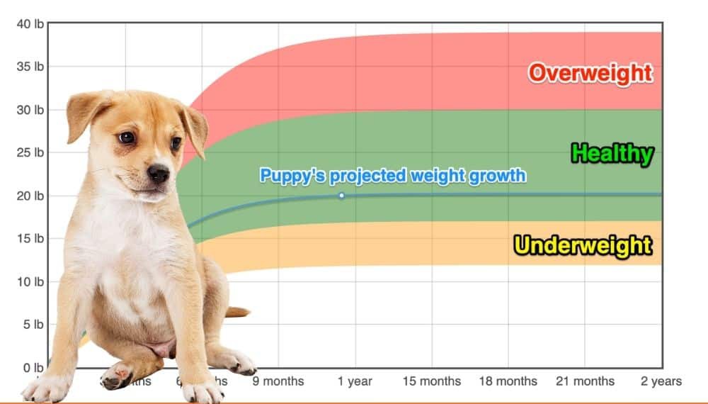 German Shepherd Labrador Retriever Mix Weight+Growth Chart 2024 How